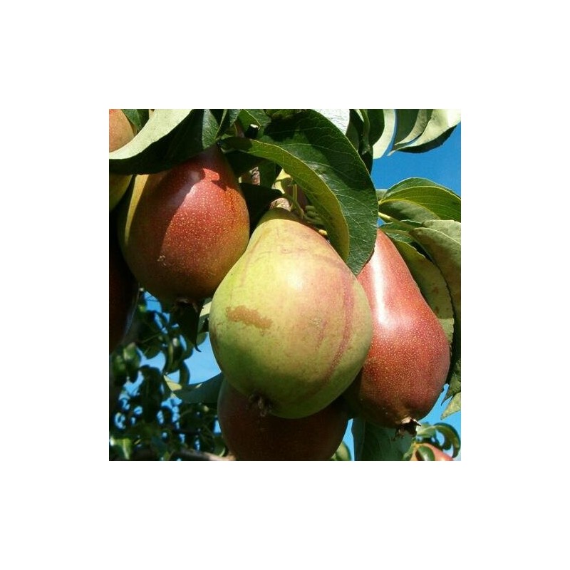 Bumbiere, vasaras "Alvita" /pyrus/ - 120-160cm