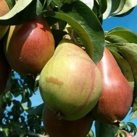 Bumbiere, vasaras "Alvita" /pyrus/ - 120-160cm