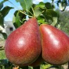 Bumbiere, vasaras "Alvita" /pyrus/ - 120-160cm