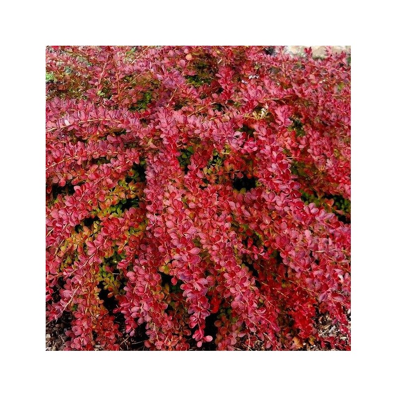 Bārbele, Tunberga ,,Red Carpet,, /Berberis thunbergii/ C1.5 kont.