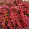 Bārbele, Tunberga ,,Red Carpet,, /Berberis thunbergii/ C1.5 kont.