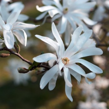 Zvaigžņu magnolija /magnolia stellata/ - C5 kont.