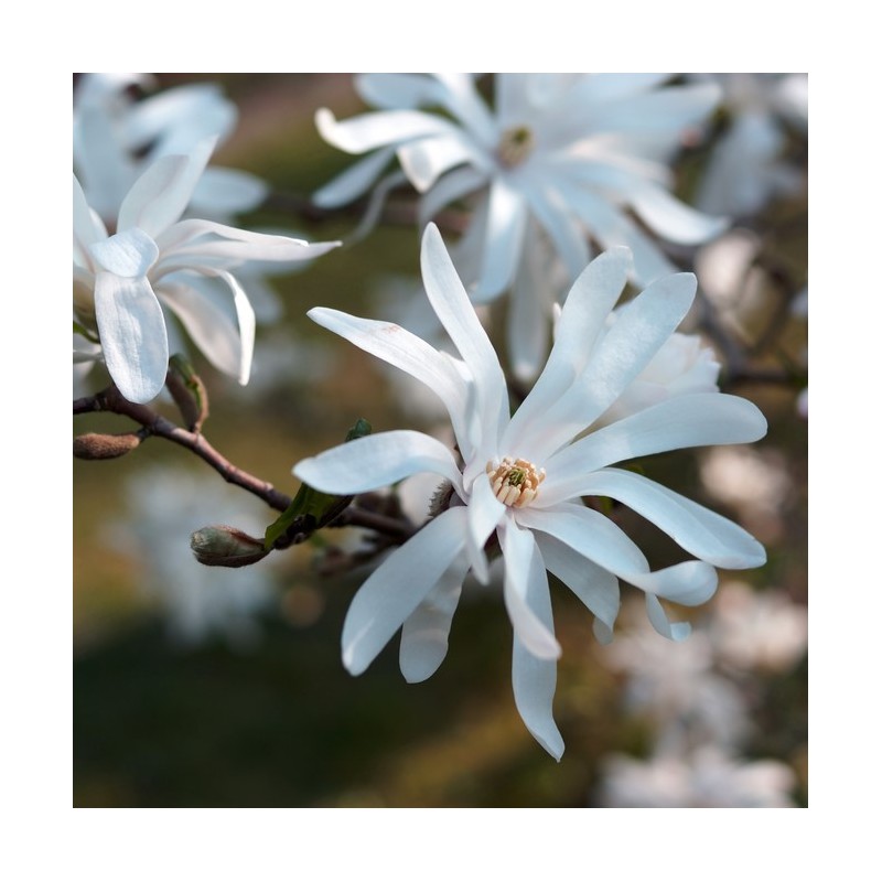 Magnolija, zvaigžņu /magnolia stellata/ - C5 kont.