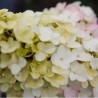 Skarainā hortenzija ,,Fraise Melba,, /Hydrangea paniculata/ - C3 kont.