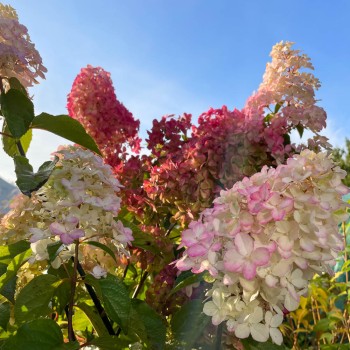 Skarainā hortenzija ,,Fraise Melba,, /Hydrangea paniculata/ - C3 kont.