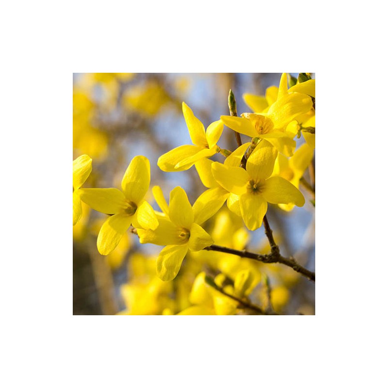 Forsītija, vidējā ,,Mikador,, /Forsythia x intermedia/- C3 kont.