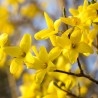 Forsītija, vidējā ,,Mikador,, /Forsythia x intermedia/- C3 kont.