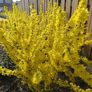 Forsītija, vidējā ,,Mikador,, /Forsythia x intermedia/- C3 kont.