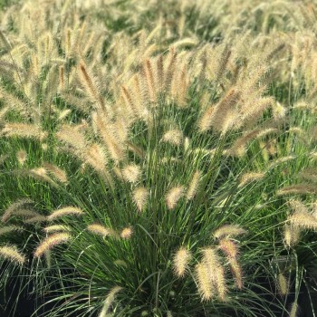 Spalvzāle, lapsastu 'Hameln' /Pennisetum alopecuroides/ - P9 kont.