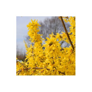 Forsītija, vidējā 'Lynwood' /Forsythia x intermedia/- C5 kont.