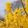 Forsītija, vidējā 'Lynwood' /Forsythia x intermedia/- C5 kont.