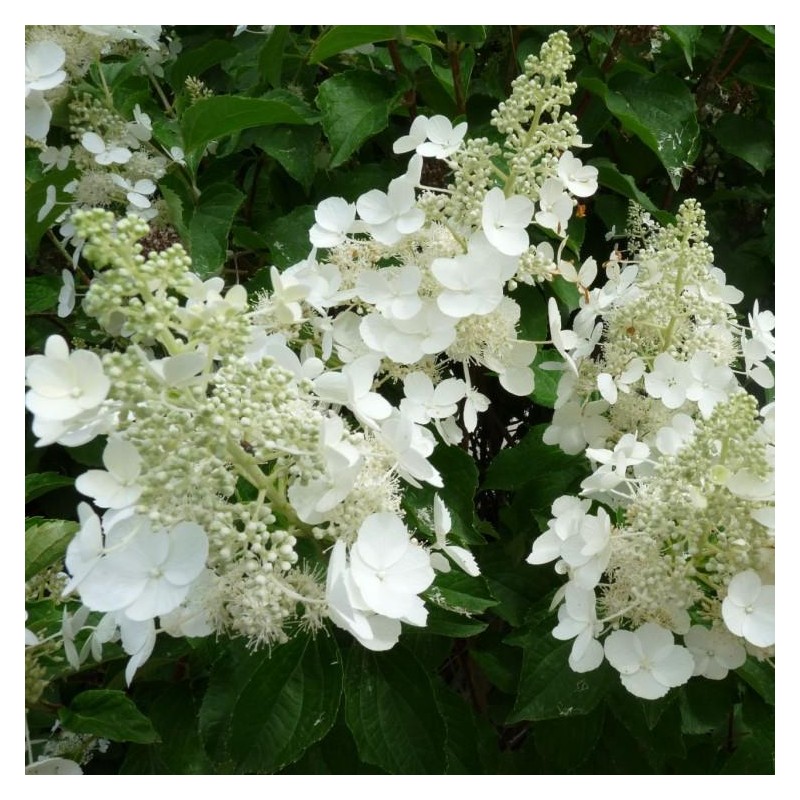 Hortenzija, skarainā ,,White Lady,, /Hydrangea paniculata/ - C3 kont.