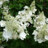 Hortenzija, skarainā ,,White Lady,, /Hydrangea paniculata/ - C3 kont.