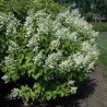 Hortenzija, skarainā ,,White Lady,, /Hydrangea paniculata/ - C3 kont.