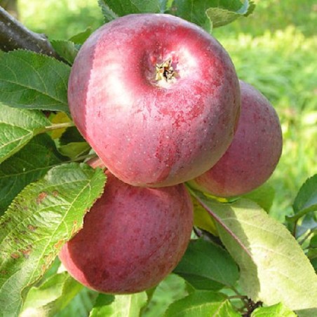 Ābele, kolonābele "Anite" /malus domestica/ - 50-70cm