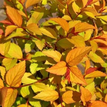 Spireja, Japānas ,,Firelight,, /Spiraea japonica/ - C3 kont.