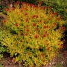 Spireja, Japānas ,,Firelight,, /Spiraea japonica/ - C3 kont.