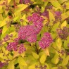 Spireja, Japānas ,,Firelight,, /Spiraea japonica/ - C3 kont.