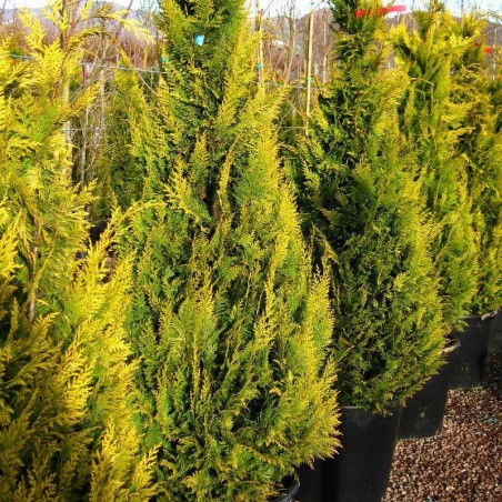 Losena paciprese 'Stardust' /chamaecyparis lawsoniana/ C2 kont. - 40-50cm.