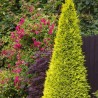 Losena paciprese 'Stardust' /chamaecyparis lawsoniana/ C2 kont. - 40-50cm.