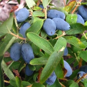 % Kamčatkas oga ,,Zojka,, /Lonicera caerulea var. kamtschatica/- C3 kont