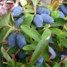 % Kamčatkas oga ,,Zojka,, /Lonicera caerulea var. kamtschatica/- C3 kont