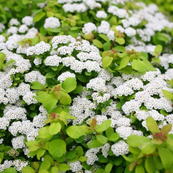 Spireja, bērzlapu ,,Island,, /Spiraea betulifolia/- C3 kont.