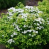 Spireja, bērzlapu ,,Island,, /Spiraea betulifolia/- C3 kont.