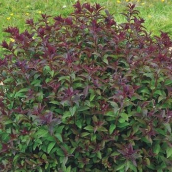 Spireja, Japānas ,,Merlo- Green,, /Spiraea japonica/ - C3 kont.