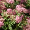 Spireja, Japānas ,,Manon,, /Spiraea japonica/ - C3 kont.