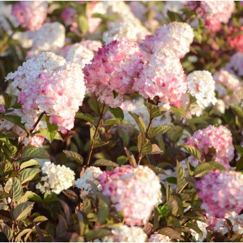 Hortenzija, skarainā ,,Samarskaya Lidija,, ("Framboisine") /Hydrangea paniculata/ - C3 kont.