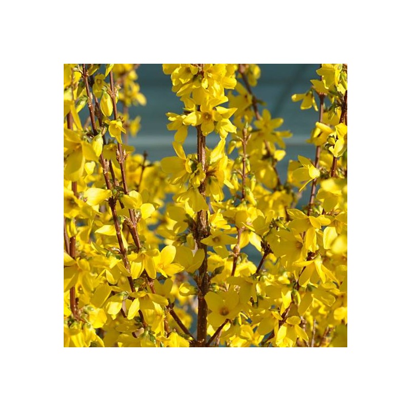 Forsītija, vidējā ,,Weekend,, /Forsythia x intermedia/ - C3 kont.