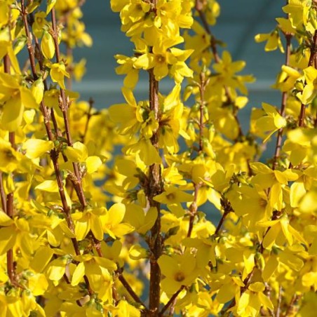 Forsītija, vidējā ,,Weekend,, /Forsythia x intermedia/ - C3 kont.