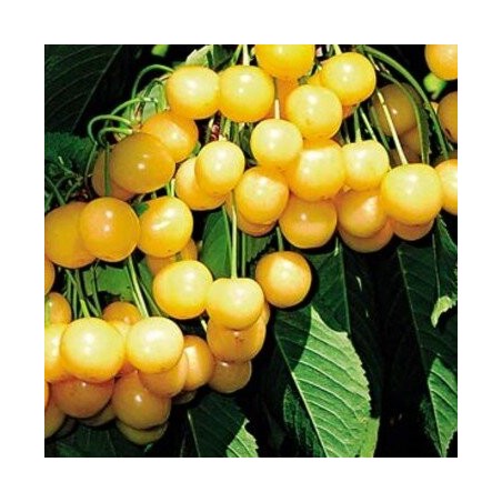 Ķirsis, saldais ,,Aleksandrs,, /prunus avium/ (vidēji agrais) - 140-180cm