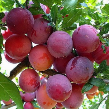 Plūme, hibrīdplūme ,,Skoroplodnaja,, /prunus cerasifera/ (agrā) - 120-160cm