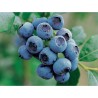 Krūmmellene ,,Bluecrop,, /Vaccinium corymbosum/ - C2 kont.