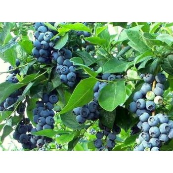 Krūmmellene ,,Bluecrop,, /Vaccinium corymbosum/ - C2 kont.