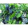 Krūmmellene ,,Bluecrop,, /Vaccinium corymbosum/ - C2 kont.