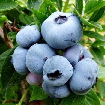 Krūmmellene ,,Bluecrop,, /Vaccinium corymbosum/ - C2 kont.