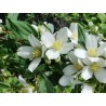 Lemuāna filadelfs - jasmīns ,,Mont Blanc,, /Philadelphus x lemonei/- C3 kont.