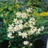 Lemuāna filadelfs - jasmīns ,,Mont Blanc,, /Philadelphus x lemonei/- C3 kont.