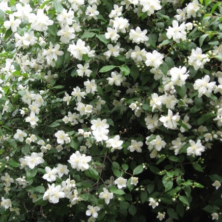 Lemuāna filadelfs - jasmīns ,,Mont Blanc,, /Philadelphus x lemonei/- C3 kont.