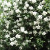 Lemuāna filadelfs - jasmīns ,,Mont Blanc,, /Philadelphus x lemonei/- C3 kont.