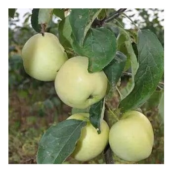 Ābele, vasaras ,,Alyvine,, /malus domestica/ - 120-160cm