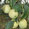 Ābele, vasaras ,,Alyvine,, /malus domestica/ - 120-160cm