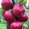 Ābele, ziemas ,,Redcap,, /malus domestica/ - 120-160cm