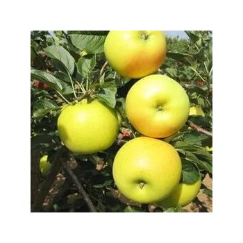 Ābele, ziemas ,,Bohemia Gold,, /malus domestica/ - 120-160cm