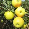 Ābele, ziemas ,,Bohemia Gold,, /malus domestica/ - 120-160cm