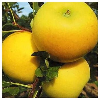 Ābele, ziemas ,,Bohemia Gold,, /malus domestica/ - 120-160cm