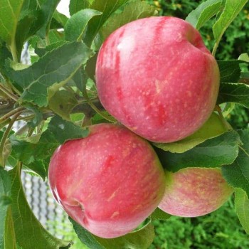 % Ābele, kolonābele ,,Uldis,, /malus domestica/ - 50-70cm